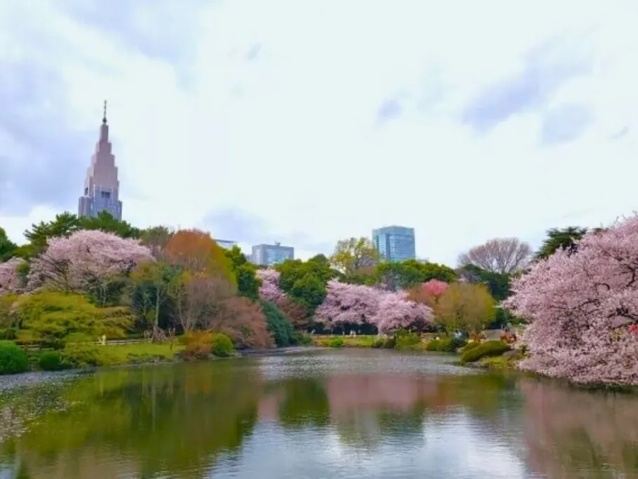 A pond in Shinjuku Gyoen framed by cherry trees